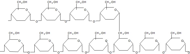 Amylopectin molecule